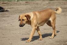 MISU, Hund, Mischlingshund in Ungarn - Bild 5