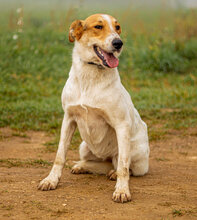 LIZIKE, Hund, Mischlingshund in Ungarn - Bild 1
