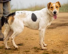 LIZIKE, Hund, Mischlingshund in Ungarn - Bild 4
