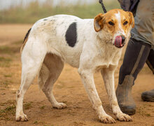 LIZIKE, Hund, Mischlingshund in Ungarn - Bild 5