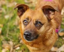 DALE, Hund, Mischlingshund in Rumänien - Bild 1