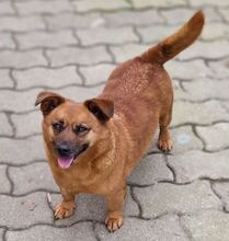DALE, Hund, Mischlingshund in Rumänien - Bild 3