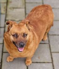 DALE, Hund, Mischlingshund in Rumänien - Bild 6