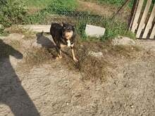 FREDZIO, Hund, Mischlingshund in Polen - Bild 1
