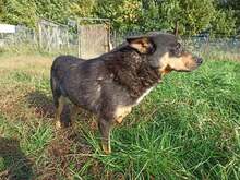 FREDZIO, Hund, Mischlingshund in Polen - Bild 5