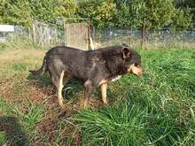 FREDZIO, Hund, Mischlingshund in Polen - Bild 6