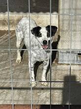 HONEY, Hund, Mischlingshund in Odenthal - Bild 12
