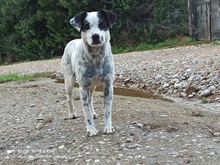 HONEY, Hund, Mischlingshund in Odenthal - Bild 4