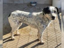 HONEY, Hund, Mischlingshund in Odenthal - Bild 9