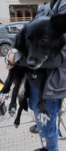 KESSY, Hund, Mischlingshund in Stuttgart - Bild 10
