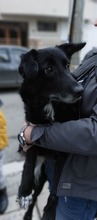 KESSY, Hund, Mischlingshund in Stuttgart - Bild 11