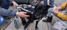 KESSY, Hund, Mischlingshund in Stuttgart - Bild 13