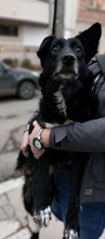 KESSY, Hund, Mischlingshund in Stuttgart - Bild 9