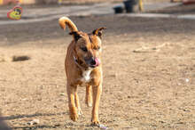 DEDE, Hund, Staffordshire Bull Terrier-Mix in Slowakische Republik - Bild 2