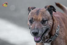 DEDE, Hund, Staffordshire Bull Terrier-Mix in Slowakische Republik - Bild 3