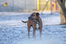 DEDE, Hund, Staffordshire Bull Terrier-Mix in Slowakische Republik - Bild 4