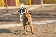 DEDE, Hund, Staffordshire Bull Terrier-Mix in Slowakische Republik - Bild 5
