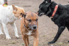 DEDE, Hund, Staffordshire Bull Terrier-Mix in Slowakische Republik - Bild 9