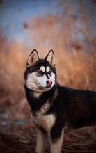 KIBA, Hund, Siberian Husky in Slowakische Republik - Bild 2