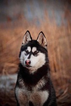 KIBA, Hund, Siberian Husky in Slowakische Republik - Bild 3