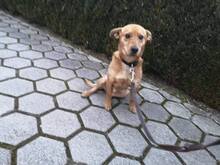 MOGYI3, Hund, Mischlingshund in Ungarn - Bild 1