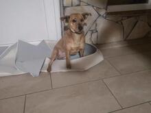 MOGYI3, Hund, Mischlingshund in Ungarn - Bild 2