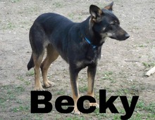 BECKY, Hund, Deutscher Schäferhund-Mix in Slowakische Republik - Bild 3