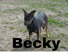 BECKY, Hund, Deutscher Schäferhund-Mix in Slowakische Republik - Bild 4