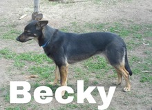 BECKY, Hund, Deutscher Schäferhund-Mix in Slowakische Republik - Bild 5