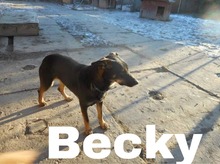 BECKY, Hund, Deutscher Schäferhund-Mix in Slowakische Republik - Bild 6