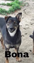 BONA, Hund, Deutscher Schäferhund-Mix in Slowakische Republik - Bild 1