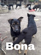 BONA, Hund, Deutscher Schäferhund-Mix in Slowakische Republik - Bild 2