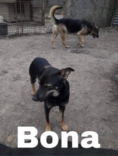 BONA, Hund, Deutscher Schäferhund-Mix in Slowakische Republik - Bild 3