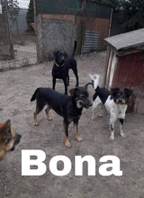 BONA, Hund, Deutscher Schäferhund-Mix in Slowakische Republik - Bild 5