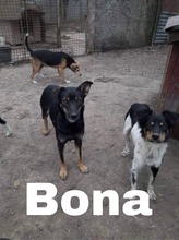 BONA, Hund, Deutscher Schäferhund-Mix in Slowakische Republik - Bild 7