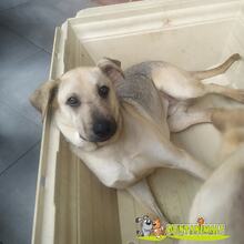 QUESITO, Hund, Mischlingshund in Spanien - Bild 1