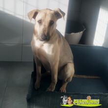 QUESITO, Hund, Mischlingshund in Spanien - Bild 2