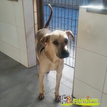 QUESITO, Hund, Mischlingshund in Spanien - Bild 4