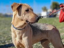 TRANCHETE, Hund, Mischlingshund in Spanien - Bild 1