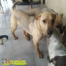 TRANCHETE, Hund, Mischlingshund in Spanien - Bild 2