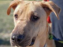 TRANCHETE, Hund, Mischlingshund in Spanien - Bild 3