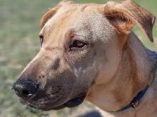 TRANCHETE, Hund, Mischlingshund in Spanien - Bild 4