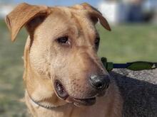 TRANCHETE, Hund, Mischlingshund in Spanien - Bild 5