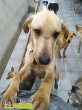TRANCHETE, Hund, Mischlingshund in Spanien - Bild 6
