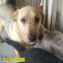 TRANCHETE, Hund, Mischlingshund in Spanien - Bild 7