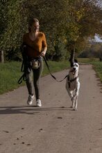 ALDO, Hund, Jagdhund-Mix in Bruchsal - Bild 4