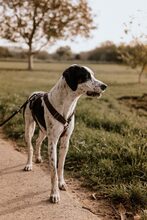 ALDO, Hund, Jagdhund-Mix in Bruchsal - Bild 5