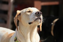 ARIEL, Hund, Jagdhund-Mix in Spanien - Bild 13