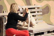 ARIEL, Hund, Jagdhund-Mix in Spanien - Bild 17