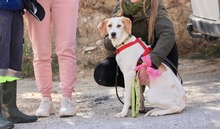 ARIEL, Hund, Jagdhund-Mix in Spanien - Bild 19